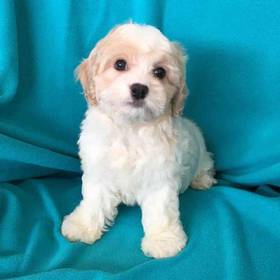Cavachon