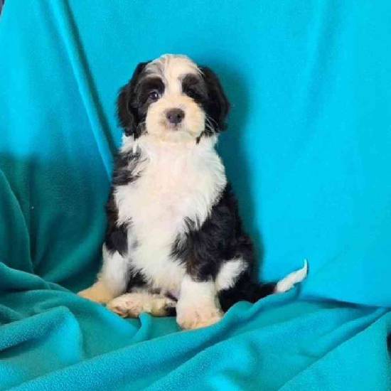 Mini Sheepadoodle
