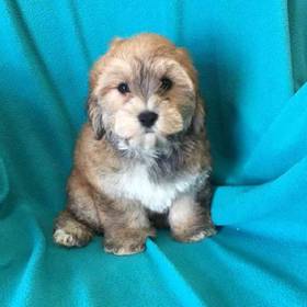 Yorkie-Poo