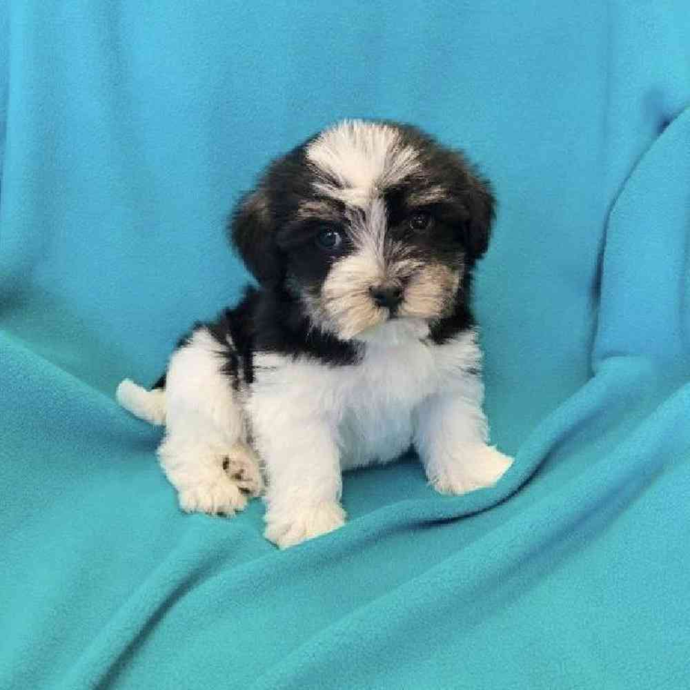 Male Havanese Puppy for Sale in St. Charles, IL