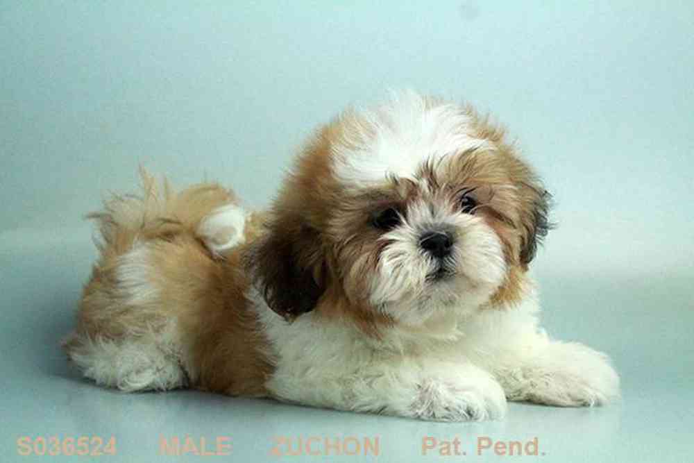 Teddy bear shih tzu for sale on sale