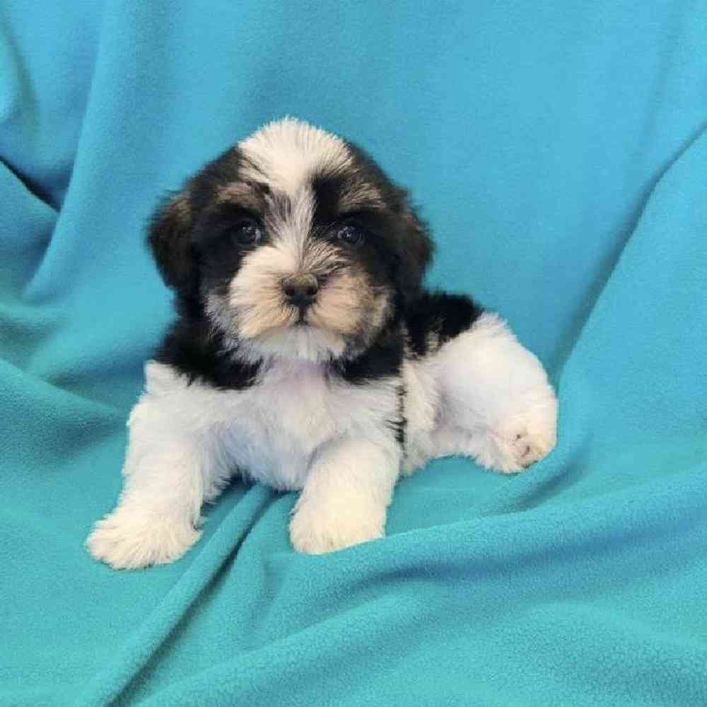 Male Havanese Puppy for Sale in St. Charles, IL