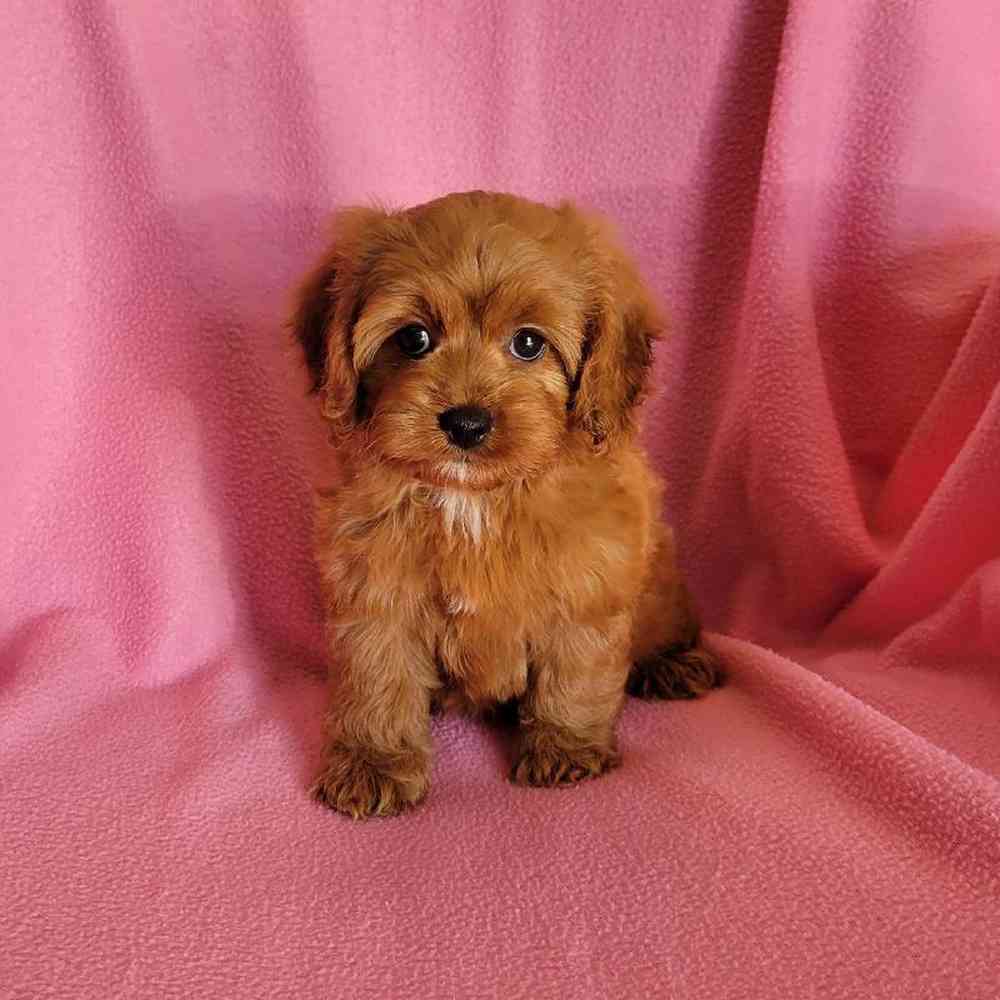 Image of a pet breed in the gallery