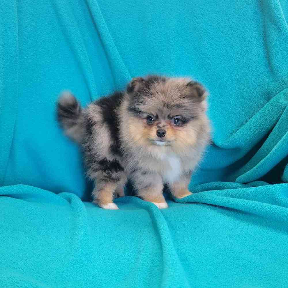 carousel pet images
