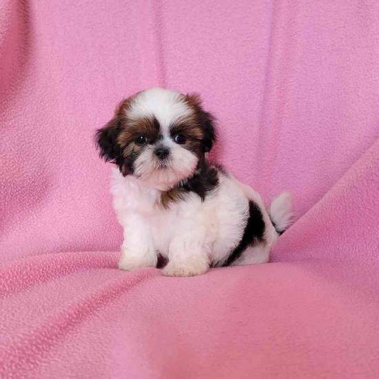 Shih Tzu