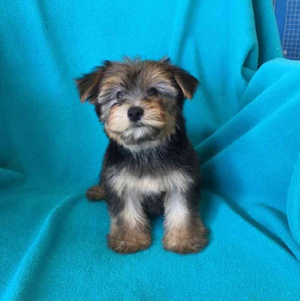Male Morkie Puppy for sale