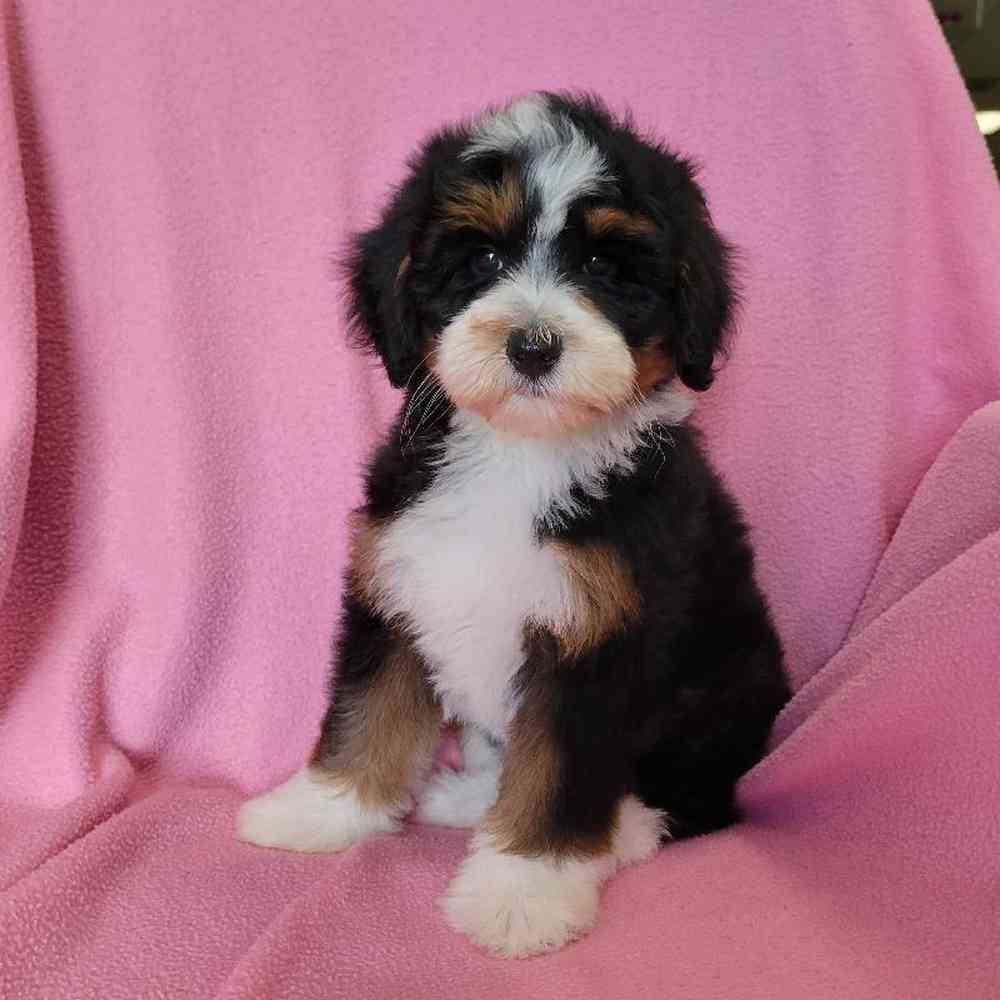 carousel pet images