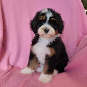 Mini Bernadoodle