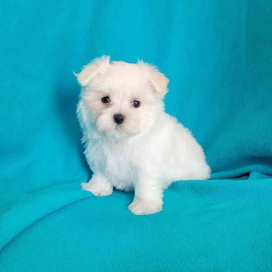 Maltese