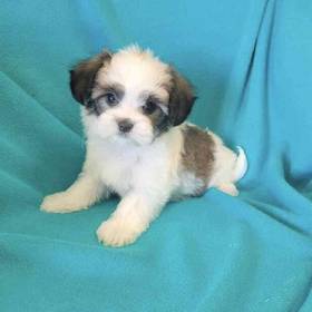 Papillon-Maltese