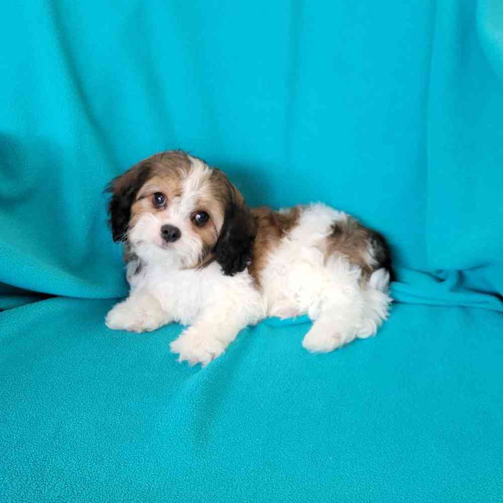 carousel pet images