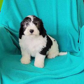 Mini Sheepadoodle