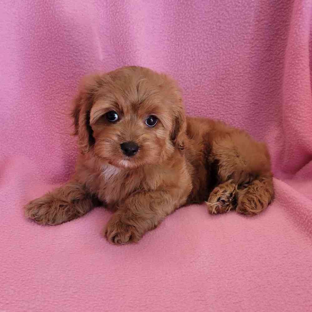 carousel pet images