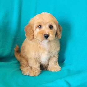 Mini Goldendoodle