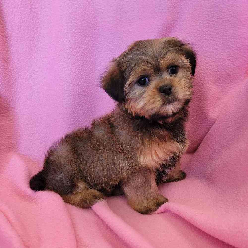 Female Shorkie Puppy for Sale in St. Charles, IL