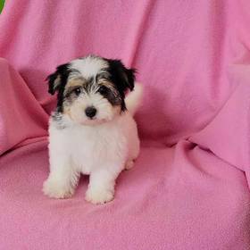 Havanese
