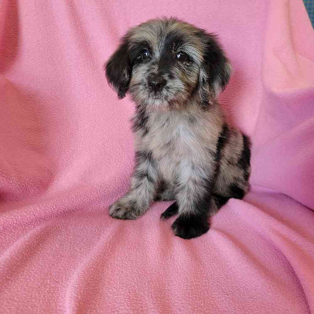 Female Goldendoodle Puppy for Sale in St. Charles, IL