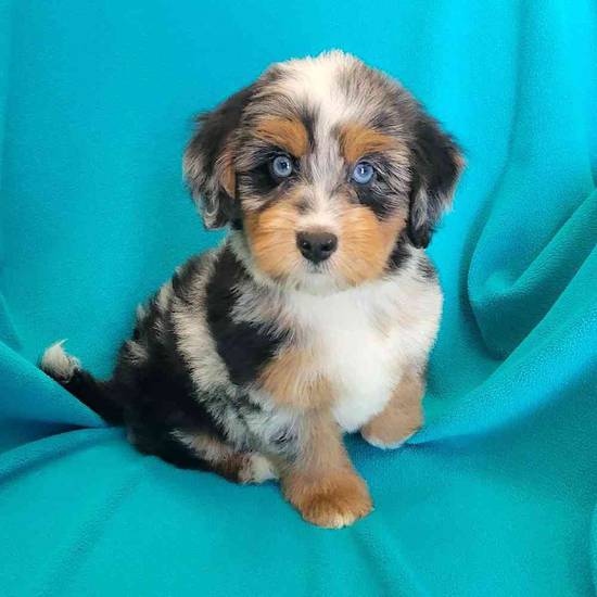 Mini Bernadoodle
