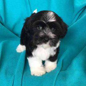 Havanese