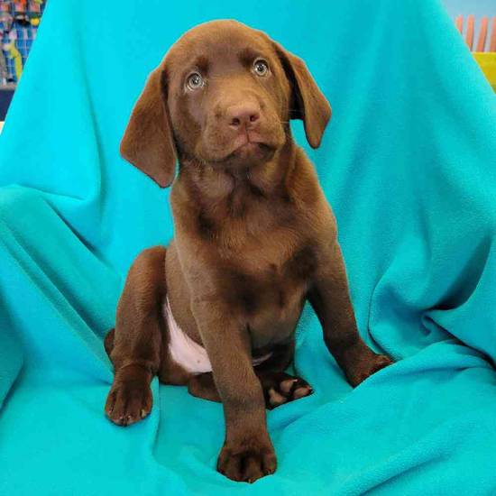 Labrador Retriever
