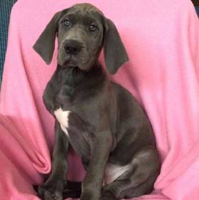 Great Dane