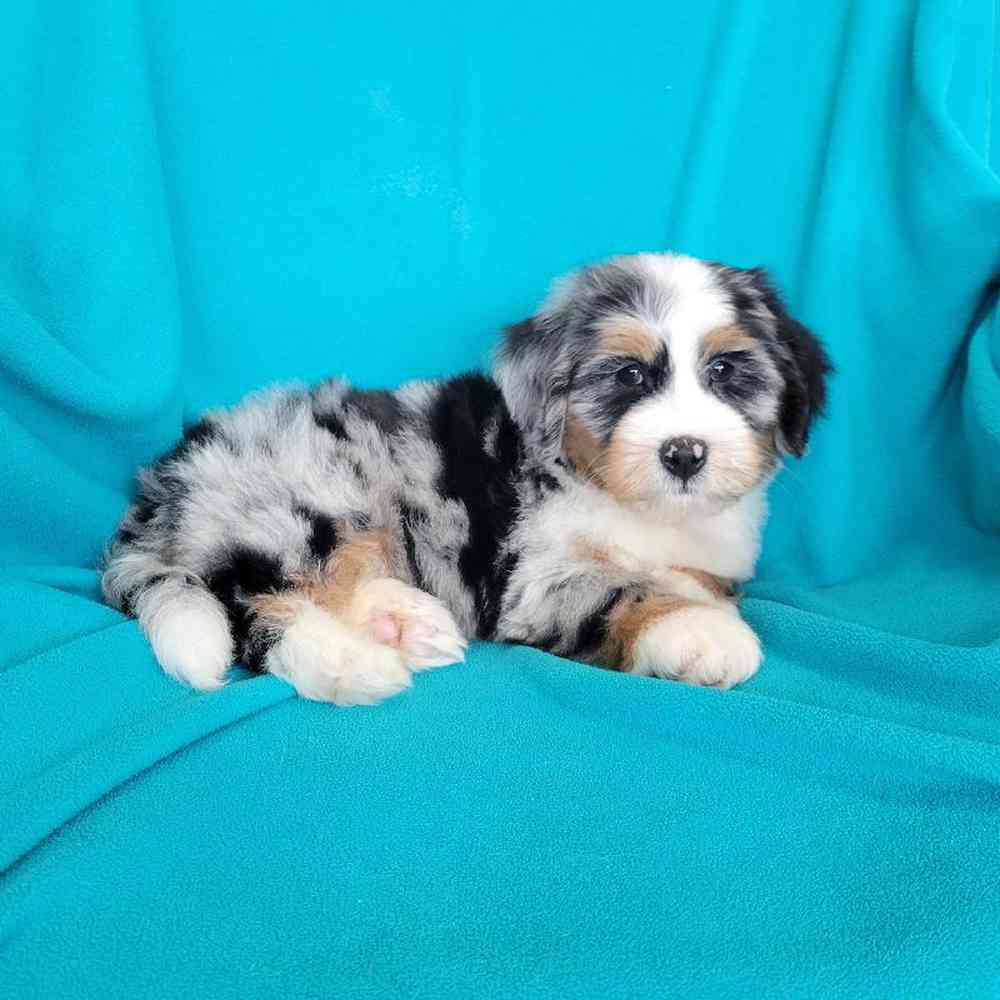 carousel pet images