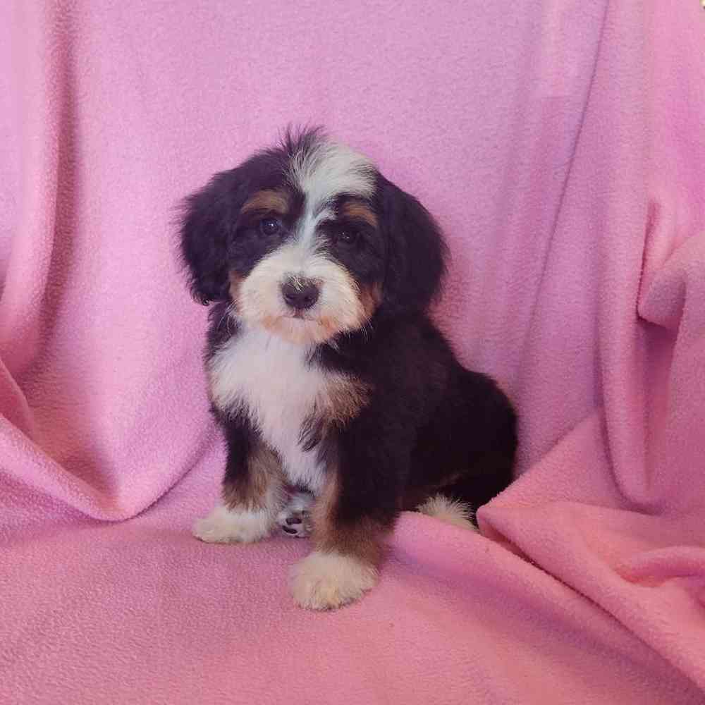 carousel pet images