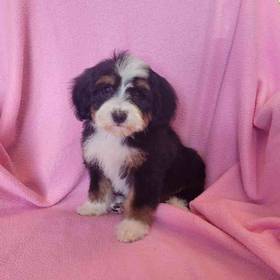 Mini Bernadoodle