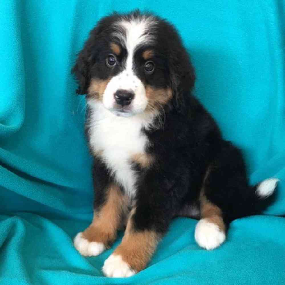 Male Bernese Mountain Dog Puppy for Sale in St. Charles, IL