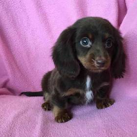 Dachshund