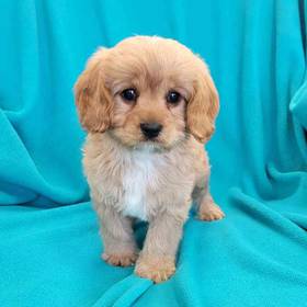 Cavapoo