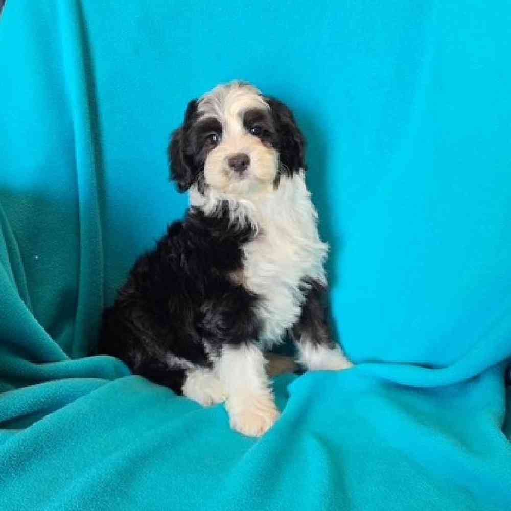 carousel pet images