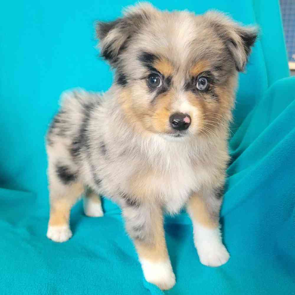 carousel pet images