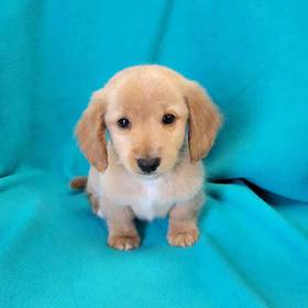 Dachshund