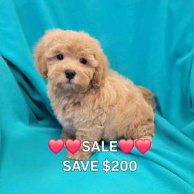 Mini Goldendoodle