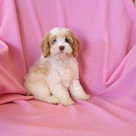 Cockapoo