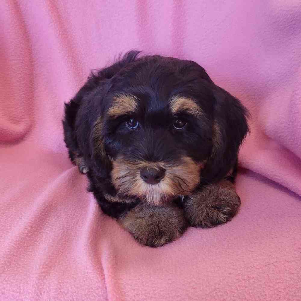 Female Mini Bernadoodle Puppy for Sale in St. Charles, IL