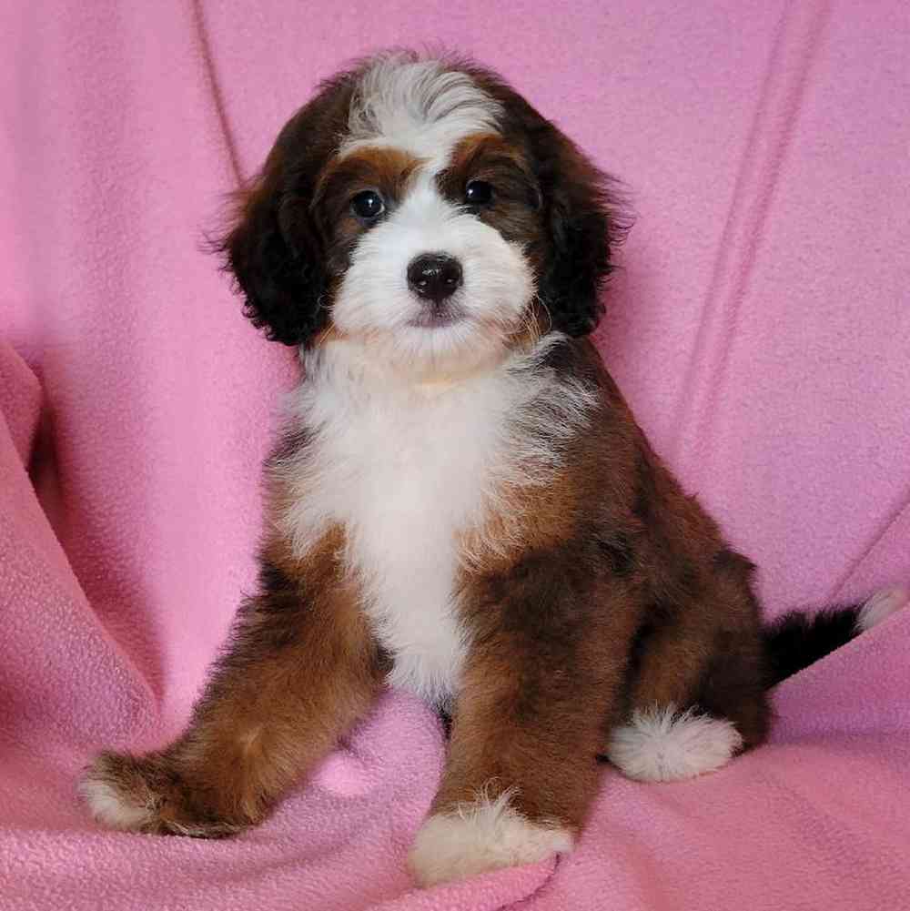 carousel pet images