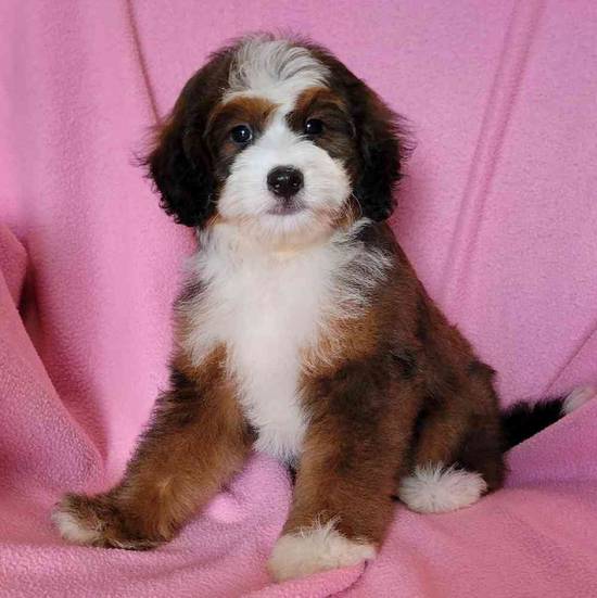 Mini Bernadoodle