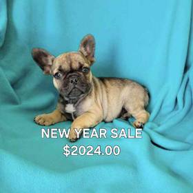 French Bulldog