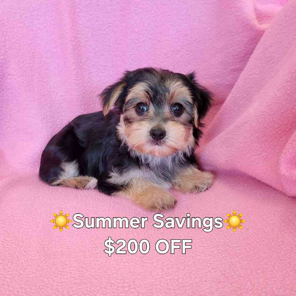 Image of a pet breed in the gallery