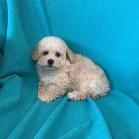 Poodle