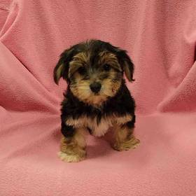 Yorkie-Poo