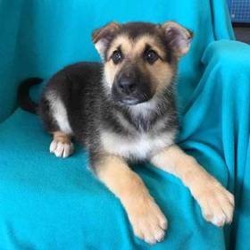 German Shepherd
