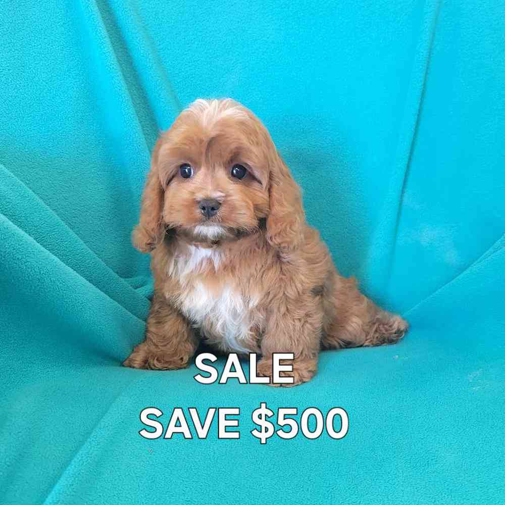 Cavapoo Puppy for sale The Perfect Pup