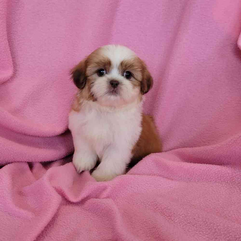 carousel pet images