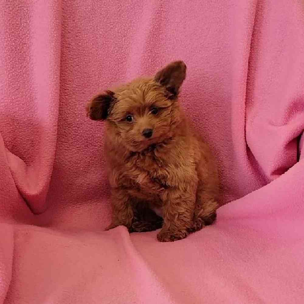 Female Pom-A-Poo Puppy for Sale in St. Charles, IL