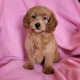 Mini Goldendoodle