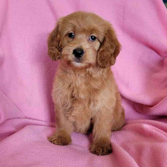 Mini Goldendoodle