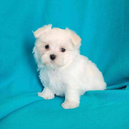 Maltese